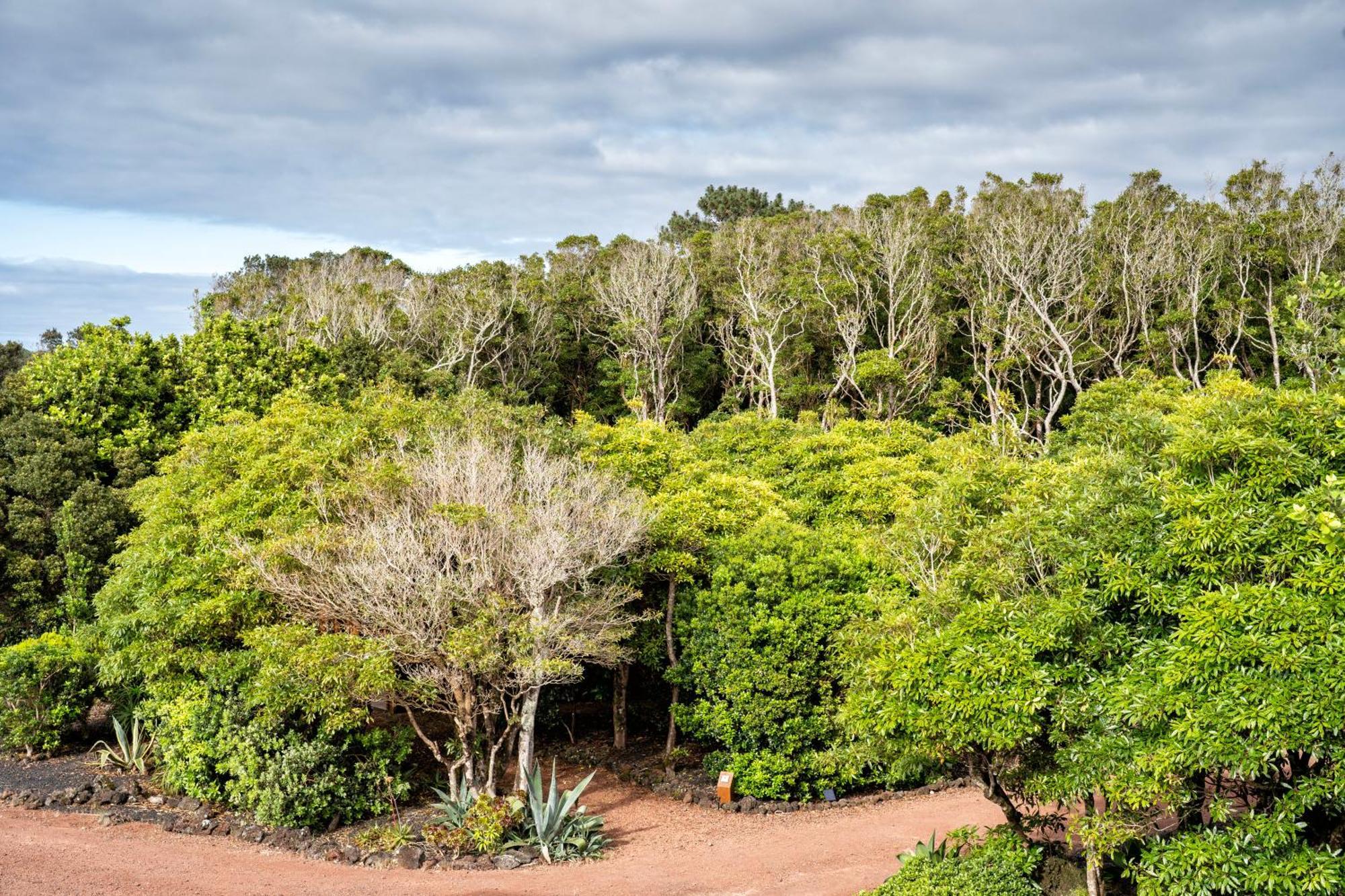 Alma Do Pico - Nature Residence Madalena  Extérieur photo